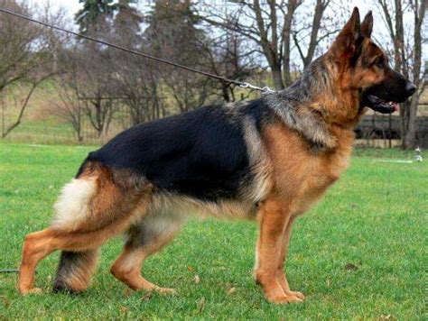 The following price range is from reputable or responsible breeders who can show bloodline certifications and proof of health testing so expect the initial purchase price to be high. What is the price of a German Shepherd dog in India? - Quora