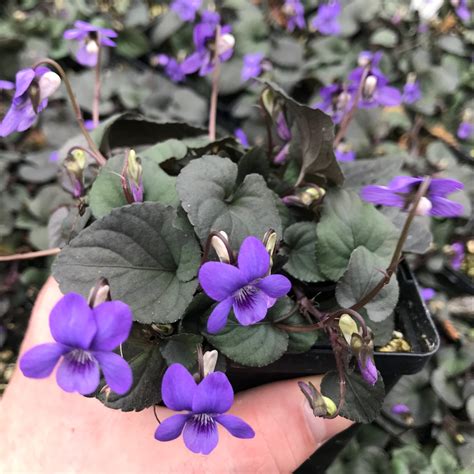 Viola labradorica - Labrador Violet (3.5