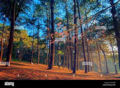 Beautifuk Sun Light In Pine Wood Of Pang Ung Maehongsorn Most Popular