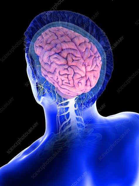 Male Brain Illustration Stock Image F0266410 Science Photo Library