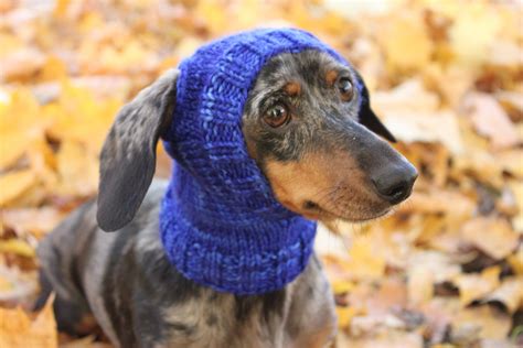 Knitting Pattern Mini Dachshund Dog Hat Small Dog Hat Dog Etsy Mini