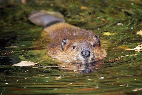Animals That Look Like Beavers 7 Beaver Lookalikes With Pictures