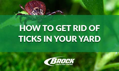 Tips To Get Rid Of Ticks In Your Yard Brock Pest Control