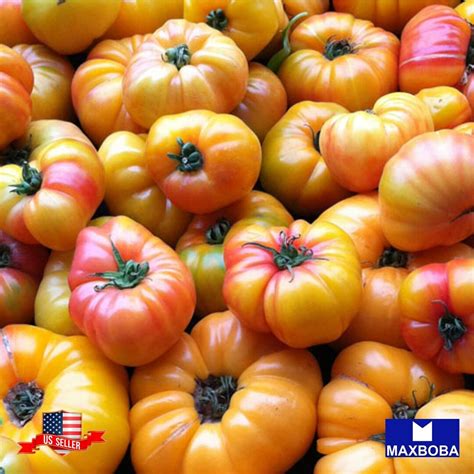 Gold Medal Tomato 50 Seeds Heirloom Vegetable Non Gmo Etsy