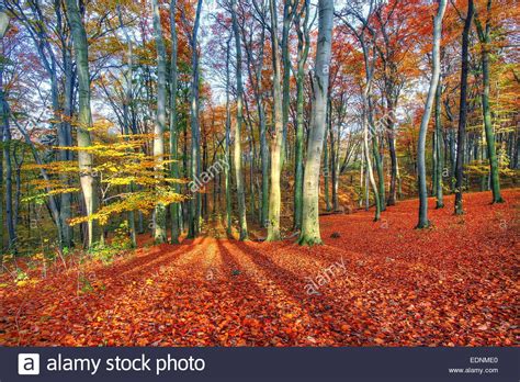 Beautiful Autumn Forest Landscape On A Sunny Day Forest Lake Autumn