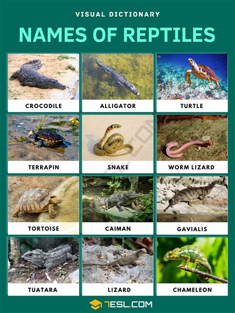 List Of Reptiles For Kids