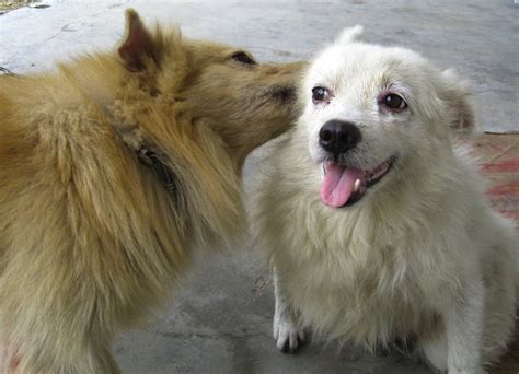 indian spitz dog breed standards