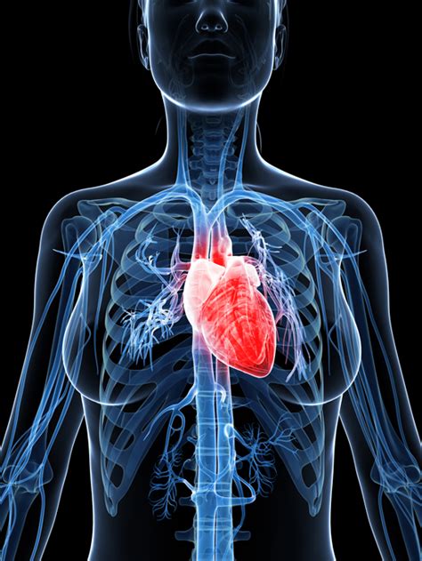 Heart Attack Symptoms In Women University Health News