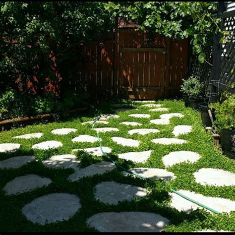 Miniclover Makes A Beautiful Environmentally Friendly Groundcover