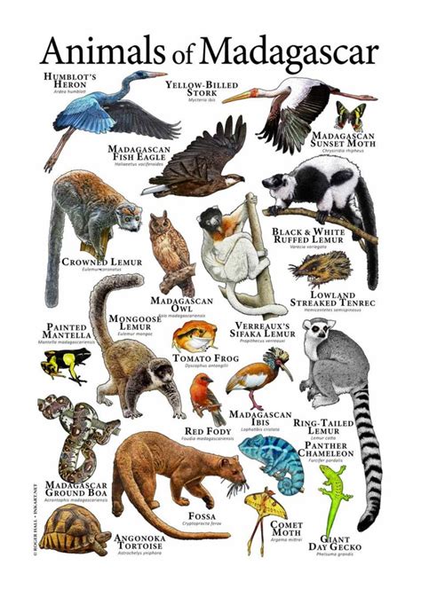Animals Of Madagascar Poster Print