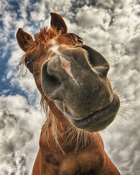 The 21 Worst Horse Selfies Of All Time