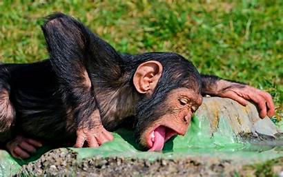 Monkey Funny Water Drinking Animal Amazing Wallpapers