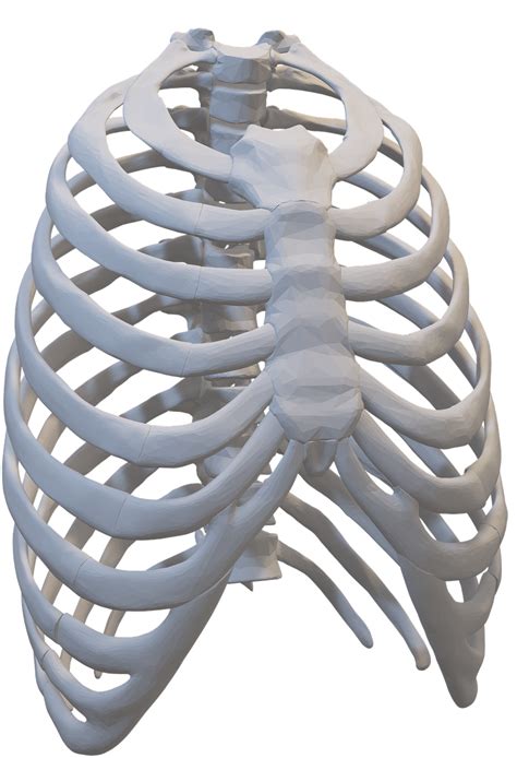 Skeleton Rib Cage Png Free Logo Image
