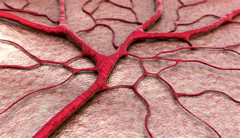 The Fourth Dimension Fabricating Artificial Blood Vessels With 4d