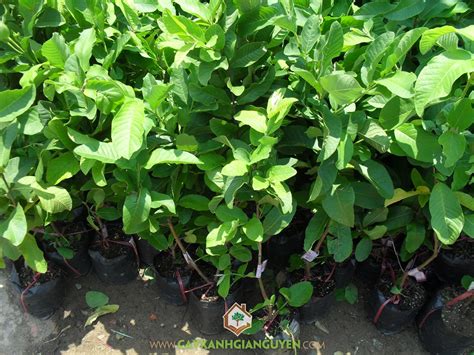 Mức sống ở đây cũng không quá cao nên du khách việt có thể tha hồ bung xõa dù có hạn hẹp về kinh bài viết dưới đây sẽ liệt kê những gợi ý tuyệt vời cho các câu hỏi đi đài loan mua gì, ăn gì và chơi ở đâu của bạn. MUA CÂY GIỐNG ỔI LÊ ĐÀI LOAN Ở ĐÂU? - CÂY ĂN TRÁI