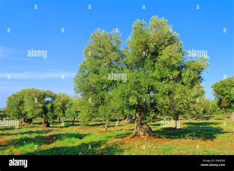 Olivenbaum Hi Res Stock Photography And Images Alamy