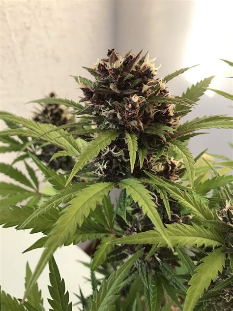 Original Sensible Seeds Purple Haze Auto grow journal week8 by Gurutrip