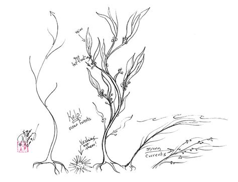 Draw Kelp Seaweed By Diana Huang On Deviantart Realistic Drawings
