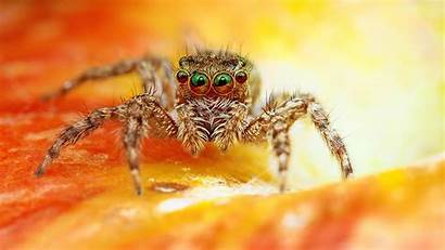 Spider Scary Wallpapers 1080 1920