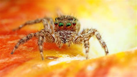 Tons of awesome 1080x1080 wallpapers to download for free. Scary Spider Wallpapers | HD Wallpapers | ID #14272