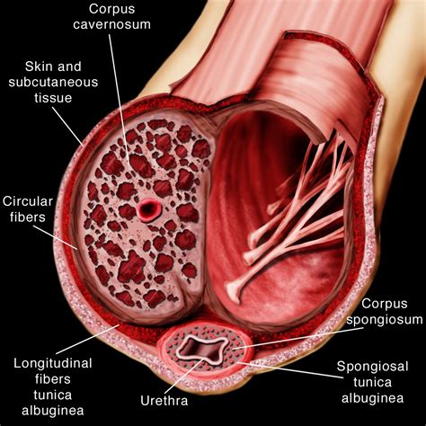 Peyronies Anatomy Of The Penis And Related Areas Peyronies Disease