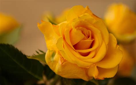 Beautiful Yellow Rose Flower Hd Wallpaper M9themes