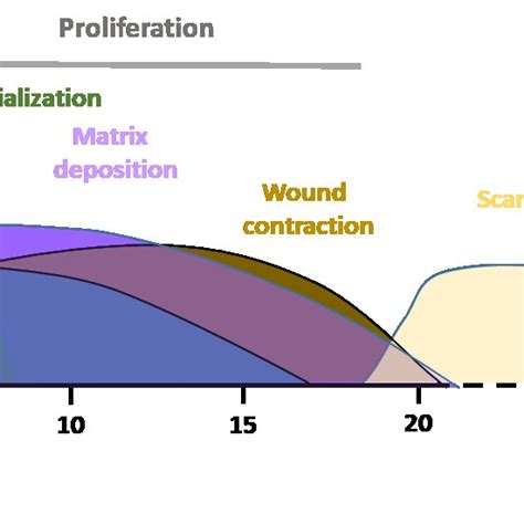 Typical Timescale And Phases Of Acute Wound Healing Stages In Young