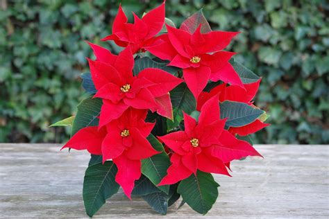 Karácsonyi Rózsa Virágok Piros Ingyenes fotó a Pixabay en