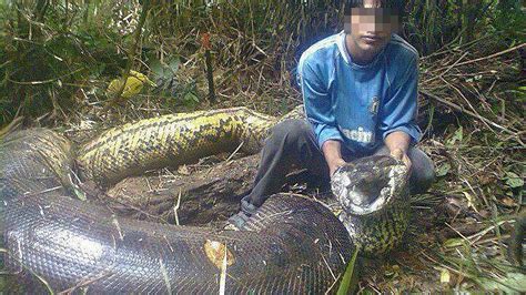 Biggest Snake Ever Caught A Green Anaconda Skin Was Found In