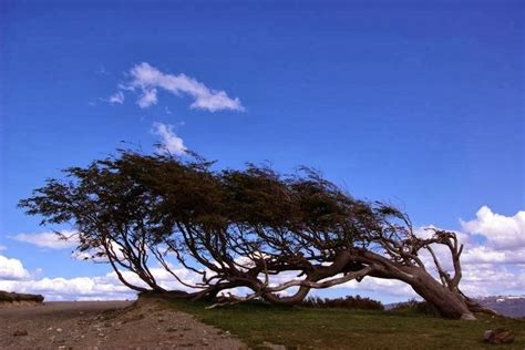 Flag Shaped Trees Trees That Resemble A Flag As A Result Of Unilateral