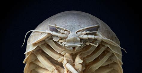 Giant Isopods Curious Crustaceans On The Ocean Floor Natural History