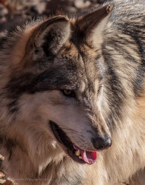 Mexican Gray Wolf Canis Lupus Baileyi Rio Grande Bio Park Flickr