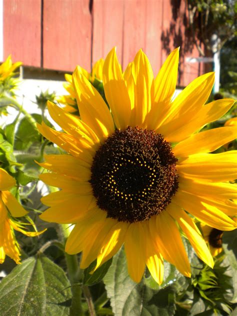 sunflowers are THE color of august at red gate farm