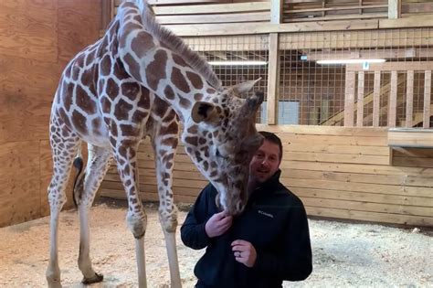April The Giraffe Is Expected To Give Birth Again Any Minute