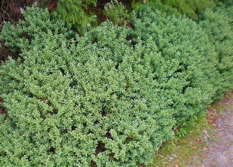 The Ornamental Border At Bradner Gardens Park Winter Garden Plant List