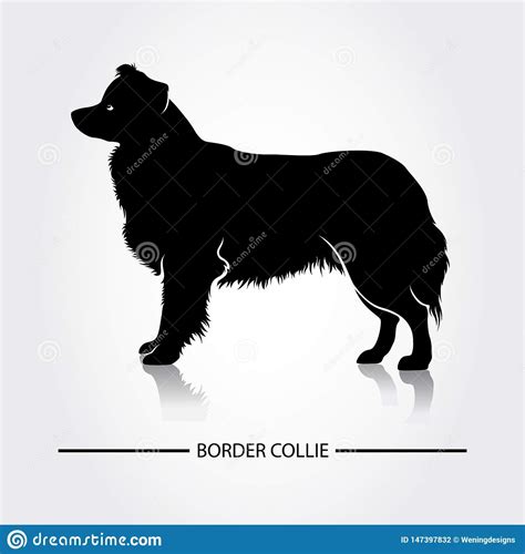 Border Collie Dog Vector Silhouette A Vector Illustration Silhouette