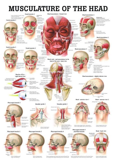 Muscles Of The Head Laminated Anatomy Chart