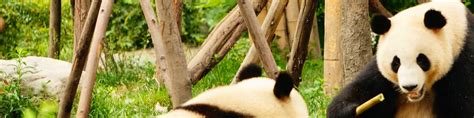 Panda Volunteer Program 2020 Panda Sanctuary Chengdu Volunteer World