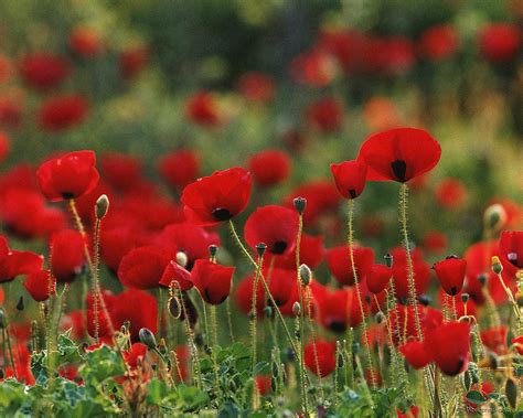 Wallpaper Poppies Wallpapersafari