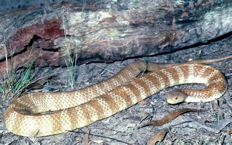 Species Profile—notechis Scutatus Eastern Tiger Snake Environment