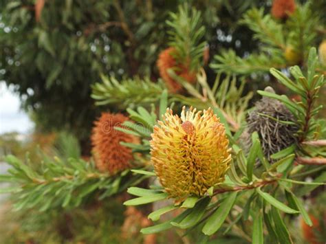 Banksia Tree Flowering Stock Photo Image Of Blooming 152462440