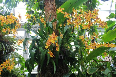 A lot of patience and prudence is needed when it comes to growing air plants from seed stage, so enjoy the journey. Gardening and Gardens: Orchid Chandeliers at NY Botanical ...
