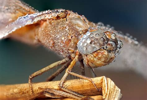 Macro Photography Of Insects In The Early Morning Dew By Ondrej
