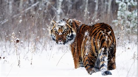 Animals Tiger Snow Wallpapers Hd Desktop And Mobile