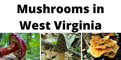 A Comprehensive List Of Common Mushrooms In West Virginia