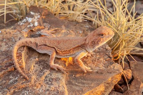 Australian Lizards Image Gallery The Australian Museum