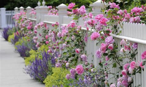 Rose Planting Tips Varieties That Flower From Spring To Autumn