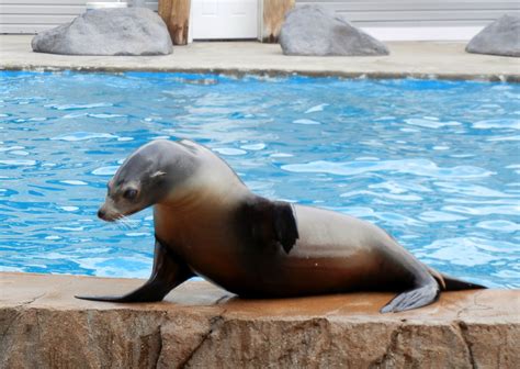 Thanks for looking in on seals and sea lions. Dino Chronicles: Are you a sea lion or a seal?