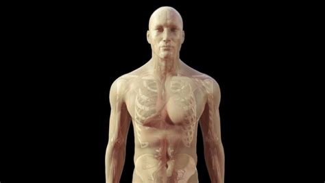 Unisex human torso anatomy model fit viscera heart brain skeleton medical study. Zoom In To 3D Cg Human Male Close Up Of Chest Wall Thorax ...