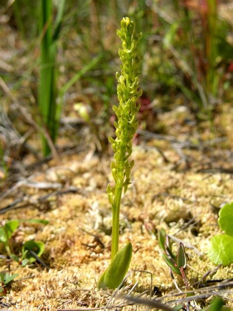 Kuntze (=malaxis paludosa (l.) sw.) Bog Orchid (Hammarbya paludosa) Biopix photo/image 33952